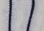 طرح رنگی ۲